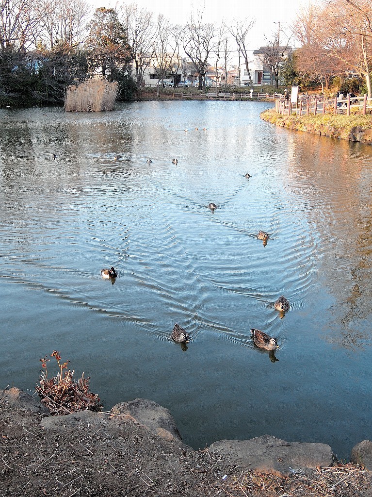ある風景:Kikuna pond, Yokohama@Feb 2021_d0393923_23290464.jpg