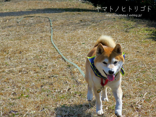 yamatoの日_e0394031_06124626.jpg