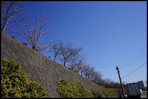 河津桜、咲き始める_d0024438_17202934.jpg