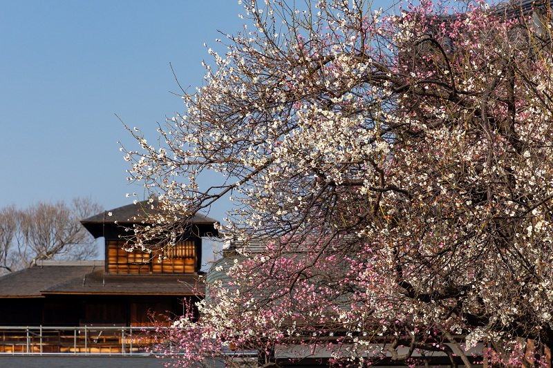 梅咲く興正寺_f0155048_00002063.jpg