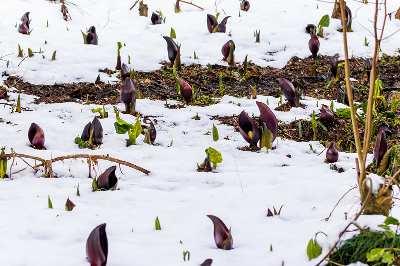 雪の中の座禅草（近江今津）_f0155048_21304292.jpg
