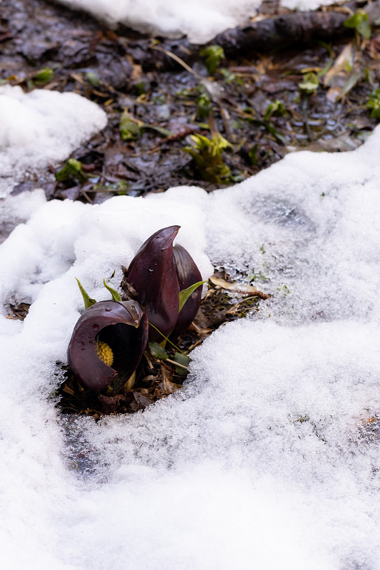 雪の中の座禅草（近江今津）_f0155048_21373698.jpg