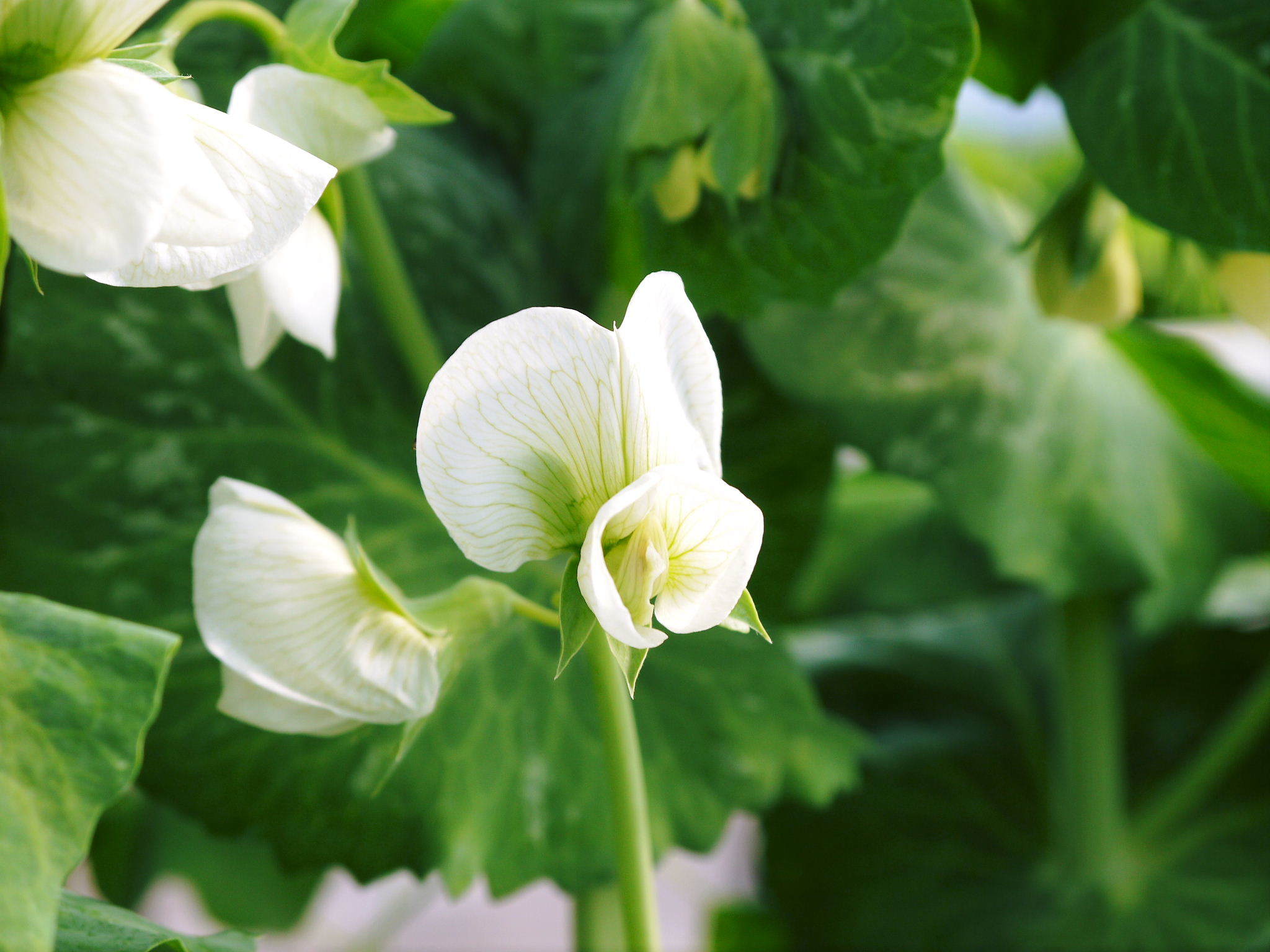 大好評のスナップエンドウ『シャキ甘“菊光”』 今期は長期にわたり出荷予定です!_a0254656_16333755.jpg
