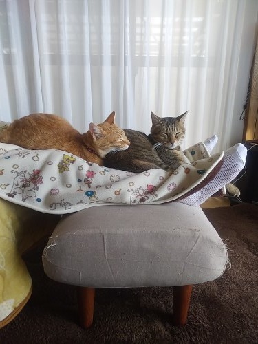 猫の日_b0059860_17224176.jpg