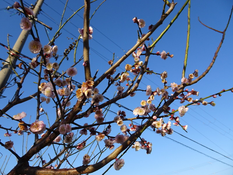 前の土手の草刈りの手伝い_c0108460_14115586.jpg