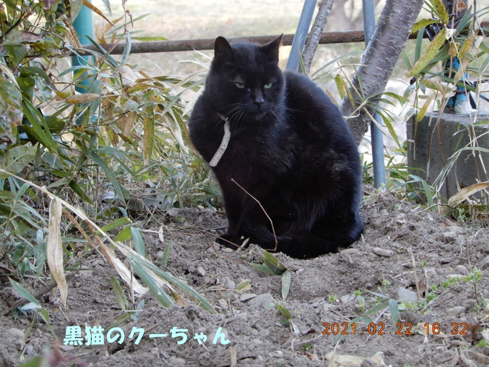 今日は猫の日 黒猫クーちゃん登場 白菜 ブロッコリー終了 小次郎じじ物語