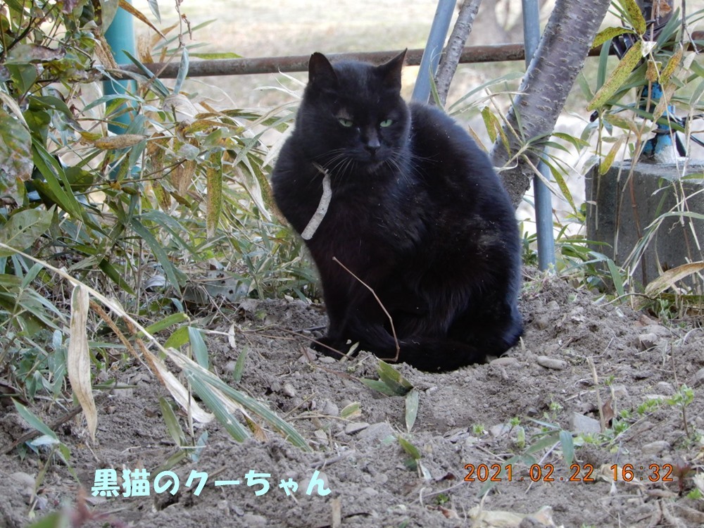 今日は猫の日 黒猫クーちゃん登場 白菜 ブロッコリー終了 小次郎じじ物語 今日は猫の日 黒猫クーちゃん登場 白菜 ブロッコリー終了 小次郎じじ物語
