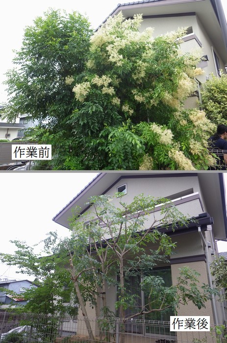 シマトネリコ 京都市庭木剪定 庭 佳niwaka 庭木1本からの植木屋 シマトネリコ 京都市庭木剪定 庭 佳niwaka 庭木1本からの植木屋