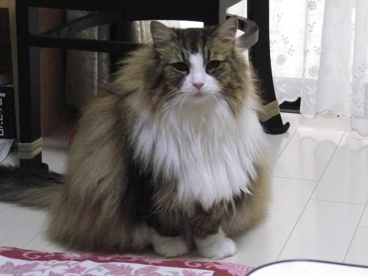 今日は猫の日なので愛猫ビアンカを 自然風の自然風だより 今日は猫の日なので愛猫ビアンカを 自然風の自然風だより