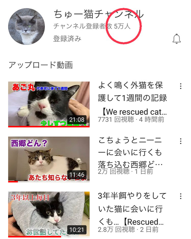 チャンネル登録5万人突破 捕獲中 病院でした Npo法人 府中猫の会