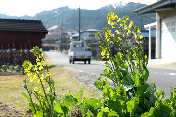 畑も春色に・・・_b0145296_08520878.jpg