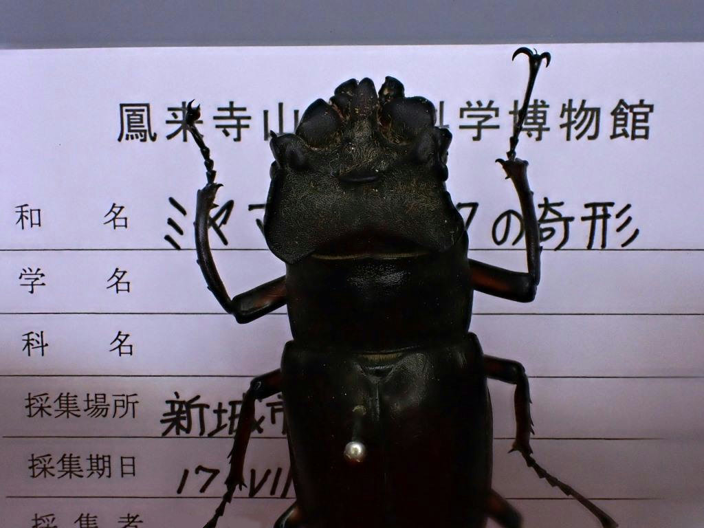 ミヤマクワガタ 奇形 鳳来寺山自然科学博物館友の会のページ
