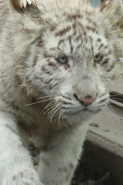 懐かしの シュガー と２年ぶり 涙ウルウルの再会 旅プラスの日記