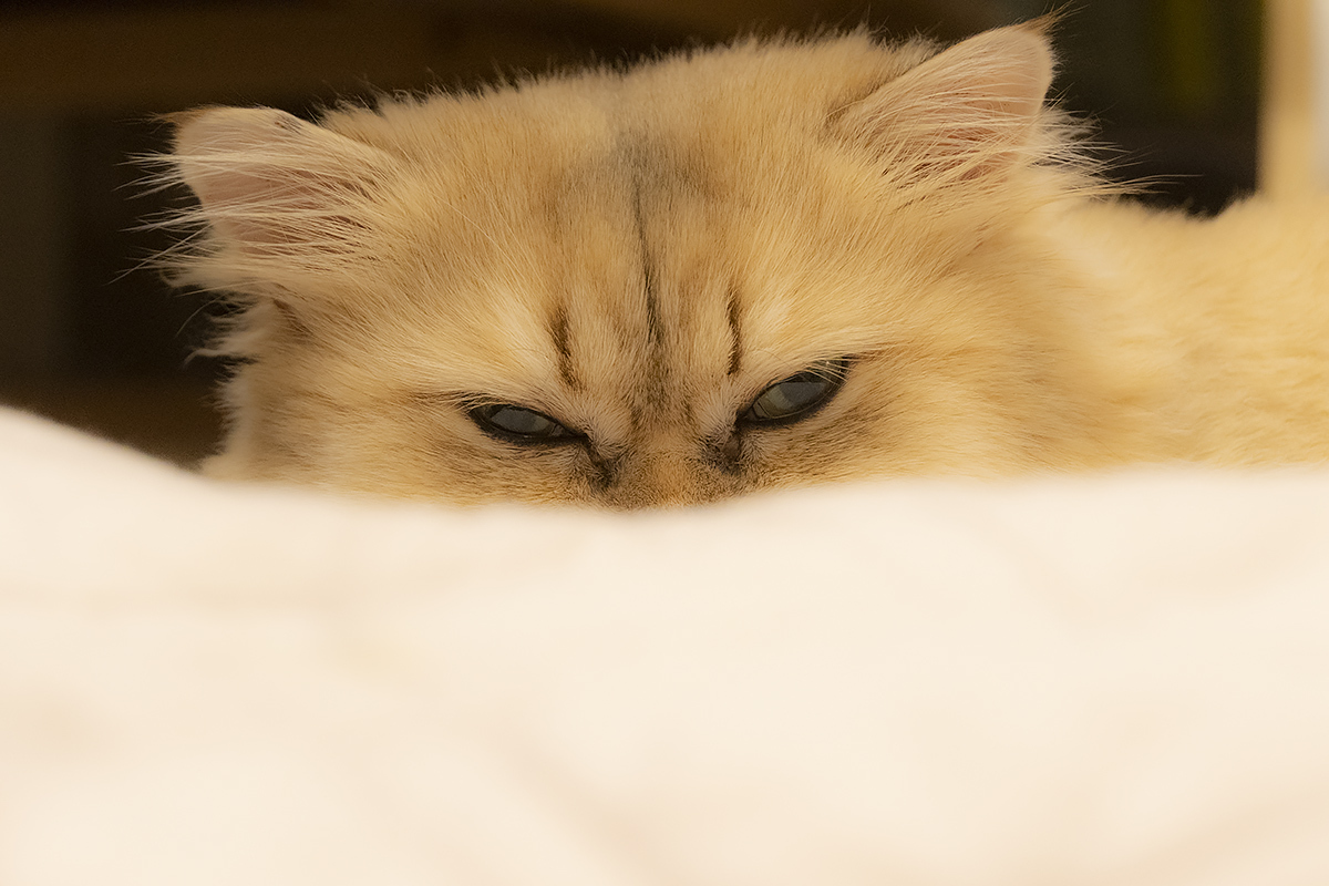 会費、払わないと・・・　　　53/365　　　　２月22日（月・猫の日）　　7182_b0069507_04440059.jpg