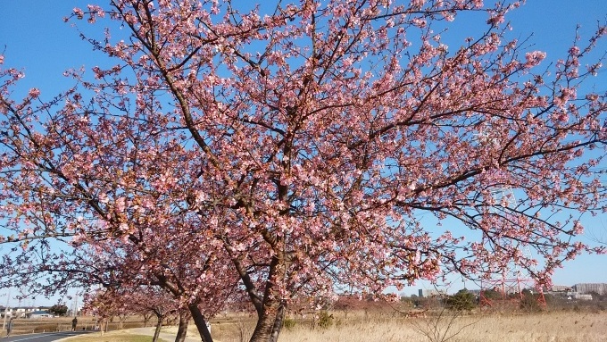 2月23日（火）快晴、8時ころ。手賀沼湖畔散策へ。ふるさと公園の駐車場は空き無し。やむなく大津川河口のひどり橋近くの駐車場へ。早咲きサクラを見物！_d0049909_10443860.jpg