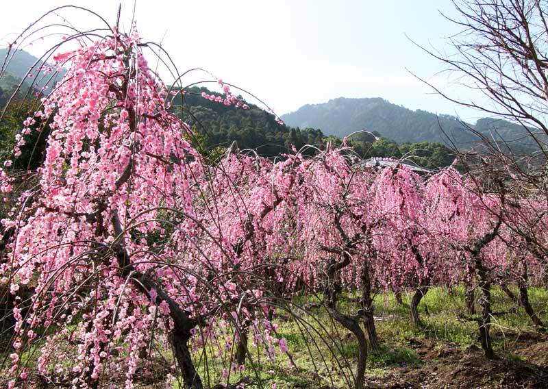 河津桜と枝垂れ梅 : のばらの写真館
