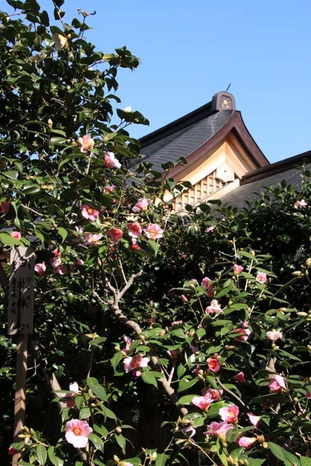 椿も盛りです 城南宮_e0048413_17563549.jpg