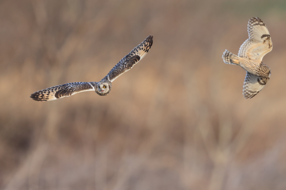 コミミズクの争い ④ 笑顔の帰還_f0369315_15340632.jpg