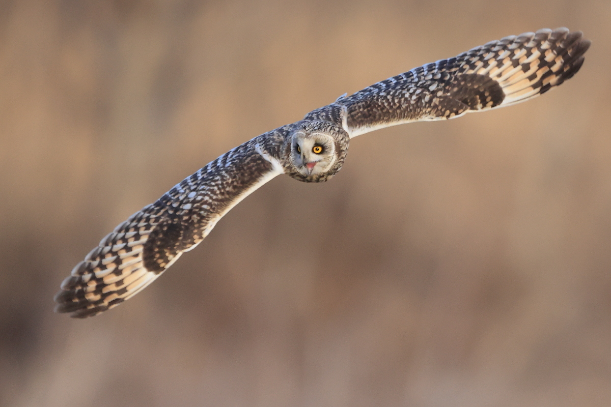 コミミズクの争い　④ 笑顔の帰還_f0369315_15340639.jpg