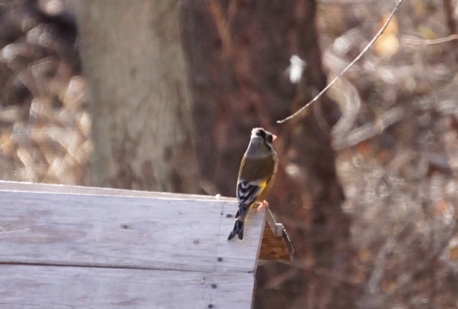 今日の訪問者 カワラヒワ_d0348118_16213958.jpeg