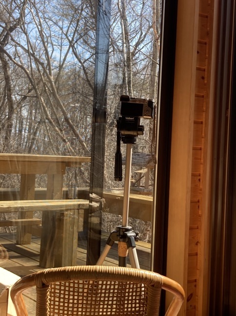 今日の訪問者 カワラヒワ_d0348118_16222909.jpeg