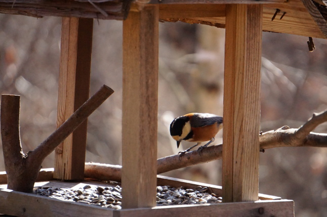 今日の訪問者 カワラヒワ_d0348118_16233723.jpeg