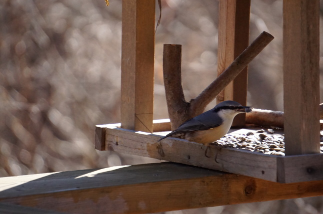 今日の訪問者 カワラヒワ_d0348118_16240088.jpeg