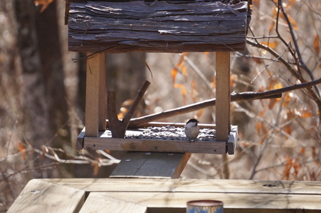 今日の訪問者 カワラヒワ_d0348118_16242307.jpeg