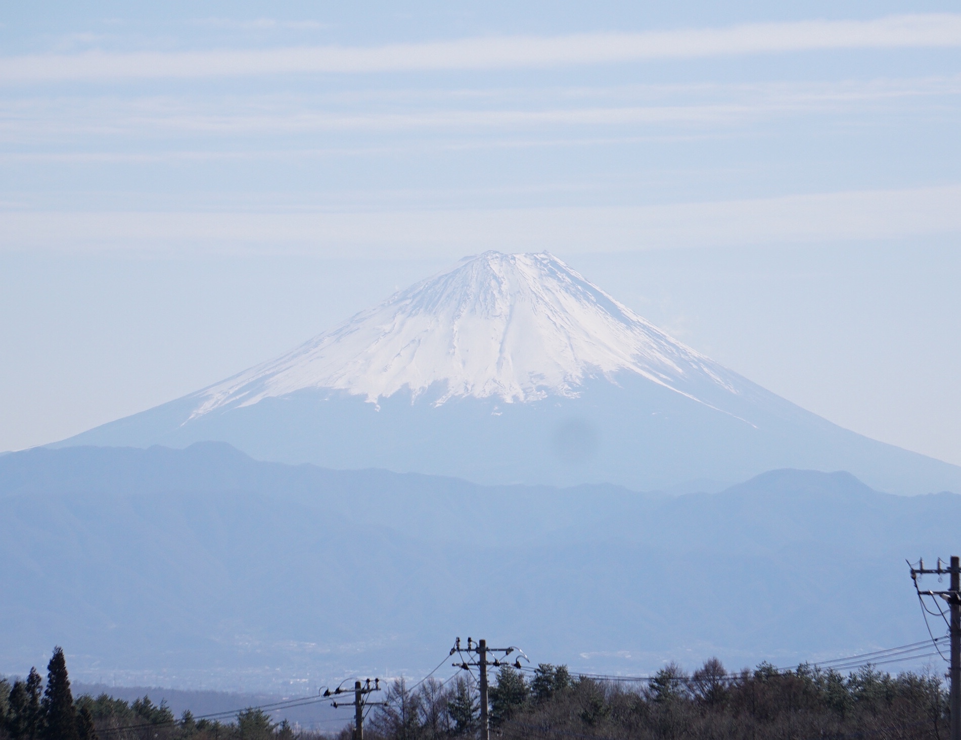 今日の訪問者 カワラヒワ_d0348118_16251126.jpeg