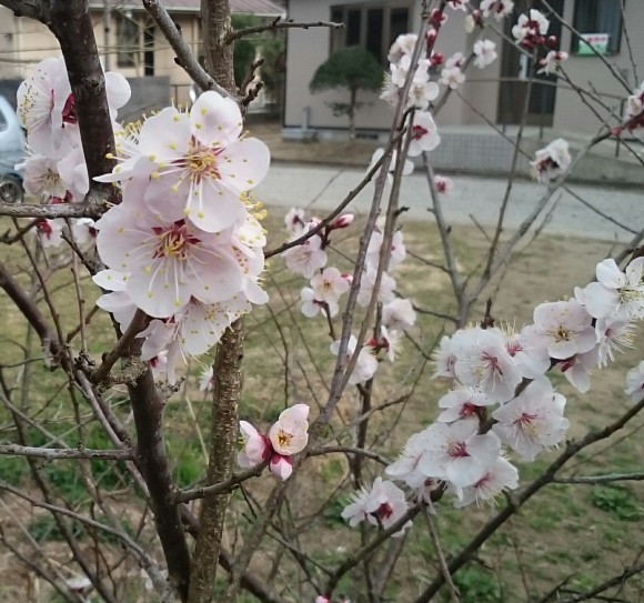 南高梅の花が満開です ながいきむら議員のつぶやき 日本共産党長生村議員団ブログ