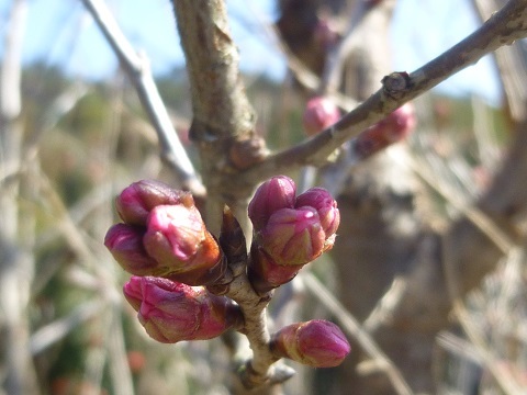 さくらんぼの花咲き始めました。_e0334127_11113732.jpg