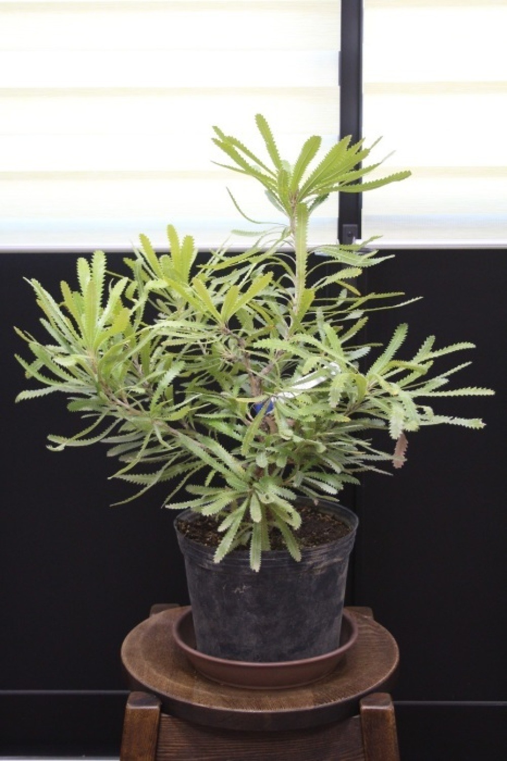 バンクシア ジャイアントキャンドル Aemula 販売 値段 価格 画像 写真 庭木 安行 植木 シンボルツリー 田中園 Shop Tanakaen Jp Web Magazine バンクシア ジャイアントキャンドル Aemula 販売 値段 価格 画像 写真 庭木 安行 植木 シンボルツリー 田中園 Shop Tanakaen Jp Web Magazine