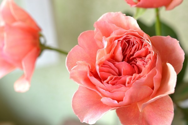 Flower Photo バラ かおりかざり 花色 あなたの好きなお花屋さんになりたい Flower Photo バラ かおりかざり 花色 あなたの好きなお花屋さんになりたい