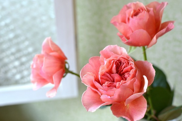 Flower Photo バラ かおりかざり 花色 あなたの好きなお花屋さんになりたい Flower Photo バラ かおりかざり 花色 あなたの好きなお花屋さんになりたい