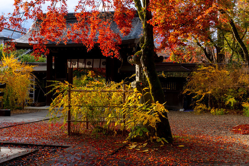 2020紅葉きらめく京都　晩秋（梨木神社・上御霊神社）_f0155048_23045073.jpg