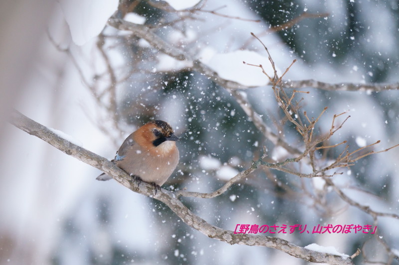 鳥涸れにつき・・・カケス。_f0194048_23342938.jpg