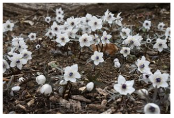 セツブンソウ見頃に ぐんま昆虫の森 群馬で生まれ育った男のブログ