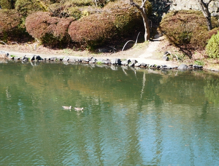 　　春待つ和歌山城北堀　　２０２１-０２-２５　００：００_b0093754_17412936.jpg