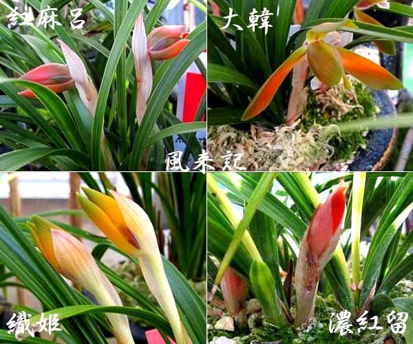 豆弁蘭「金碧荷」　　　　　　　　　　No.2082_d0103457_10140895.jpg