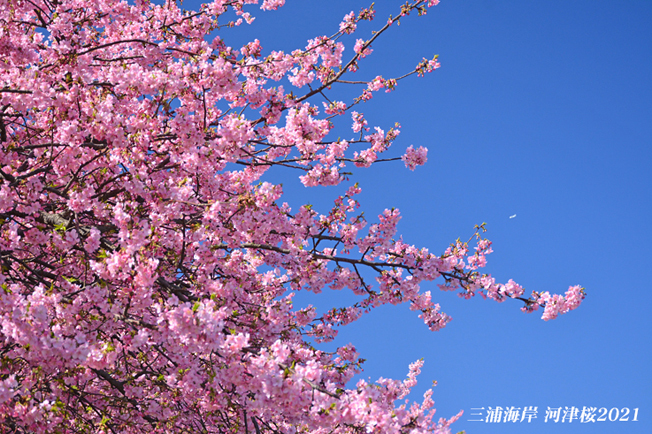 桜 三浦 海岸 2021 河津 「三浦海岸の河津桜（2021.2.21）」まーちんＤ－４５のブログ ｜