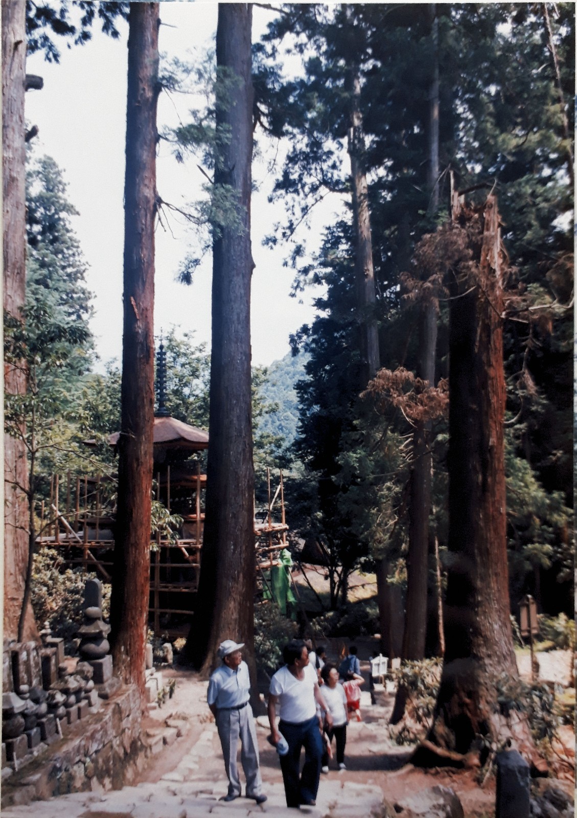 【悲しみの名所】日本枯名木あちこち〜最近から昔から【いにしえの香り】東京、川崎、鎌倉、京都、奈良、高知、愛媛、西表島、東北_b0116271_17563028.jpg