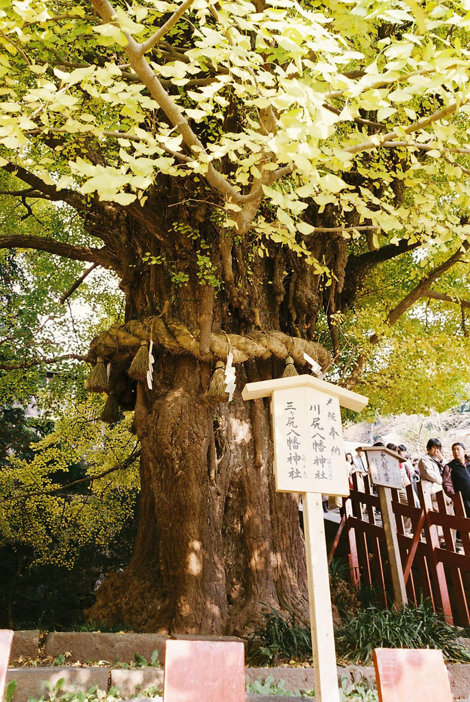 【悲しみの名所】日本枯名木あちこち〜最近から昔から【いにしえの香り】東京、川崎、鎌倉、京都、奈良、高知、愛媛、西表島、東北_b0116271_18151113.jpg