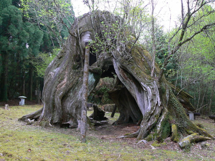 【悲しみの名所】日本枯名木あちこち〜最近から昔から【いにしえの香り】東京、川崎、鎌倉、京都、奈良、高知、愛媛、西表島、東北_b0116271_18190588.jpg