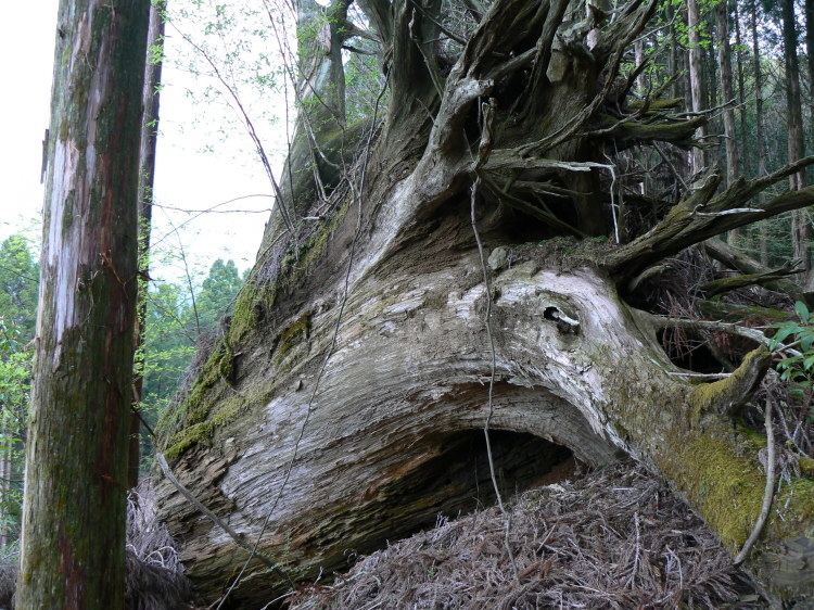 【悲しみの名所】日本枯名木あちこち〜最近から昔から【いにしえの香り】東京、川崎、鎌倉、京都、奈良、高知、愛媛、西表島、東北_b0116271_18190732.jpg