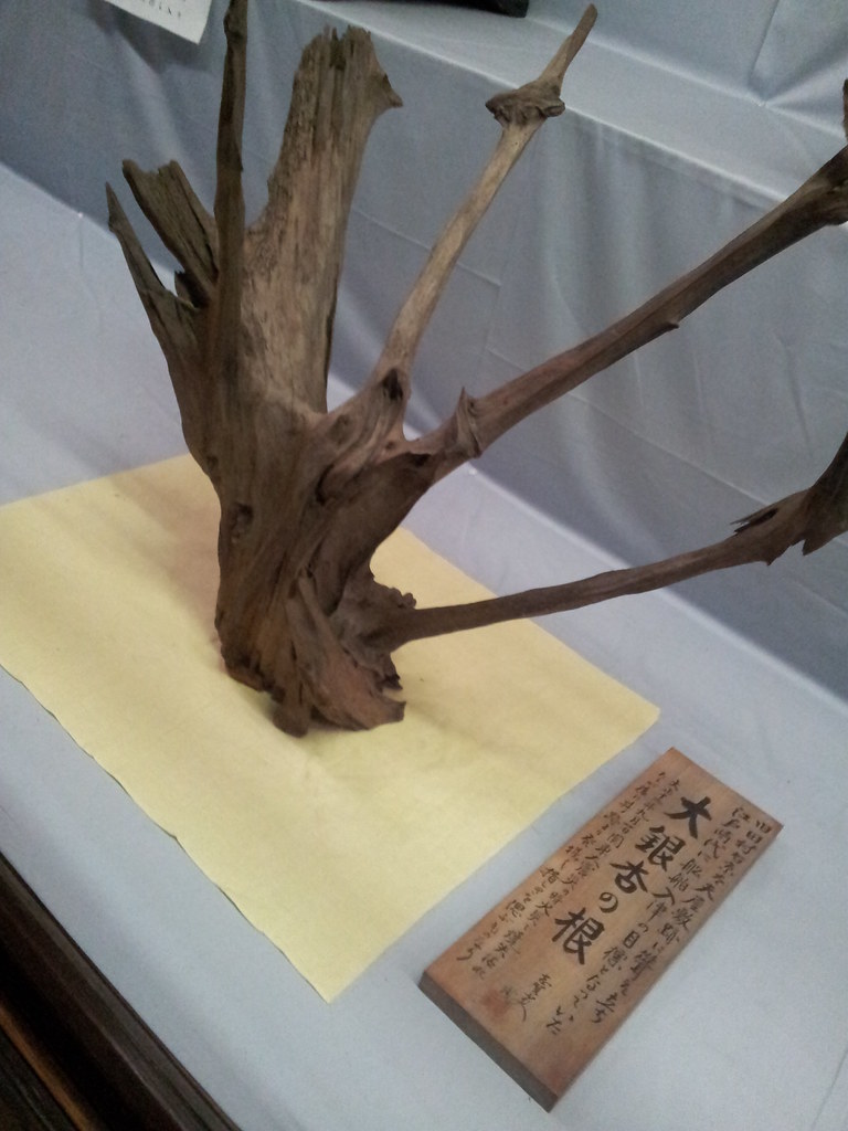 【悲しみの名所】日本枯名木あちこち〜最近から昔から【いにしえの香り】東京、川崎、鎌倉、京都、奈良、高知、愛媛、西表島、東北_b0116271_21584888.jpg