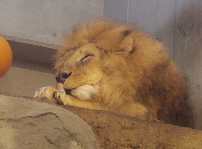 ２月17日の円山動物園のホッキョクグマ・オオカミ・アフリカゾーン_b0014576_13085247.jpg