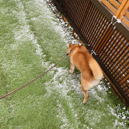 雪〜☃️_f0357682_10554356.jpg
