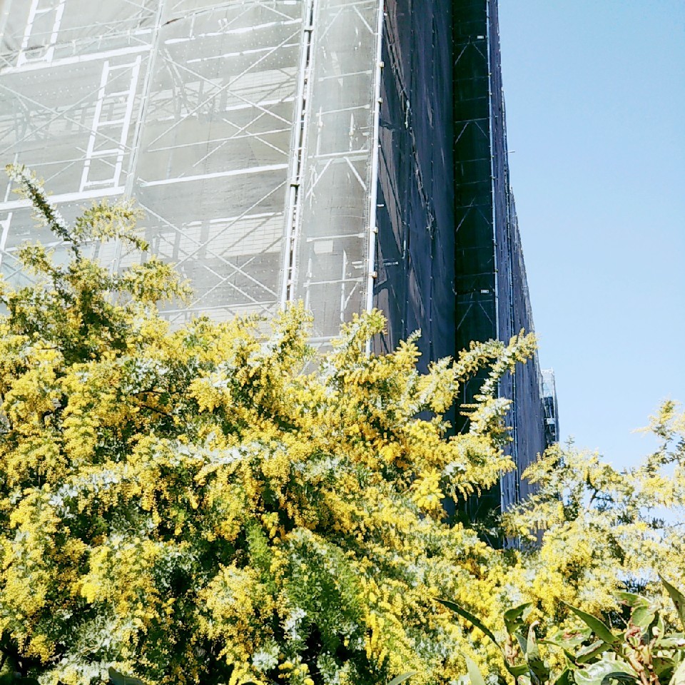 お庭のミモザ シマトネリコとオリーブ おうち大好き