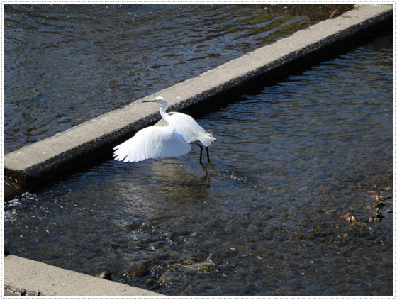大の笑顔は、お得顔?_b0175688_23483868.gif