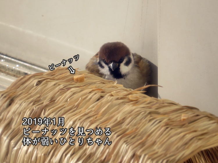スズメで涙 3 手ぬぐいとかめら